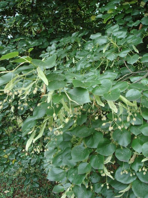 Tilia x 'Euchlora' feuillage